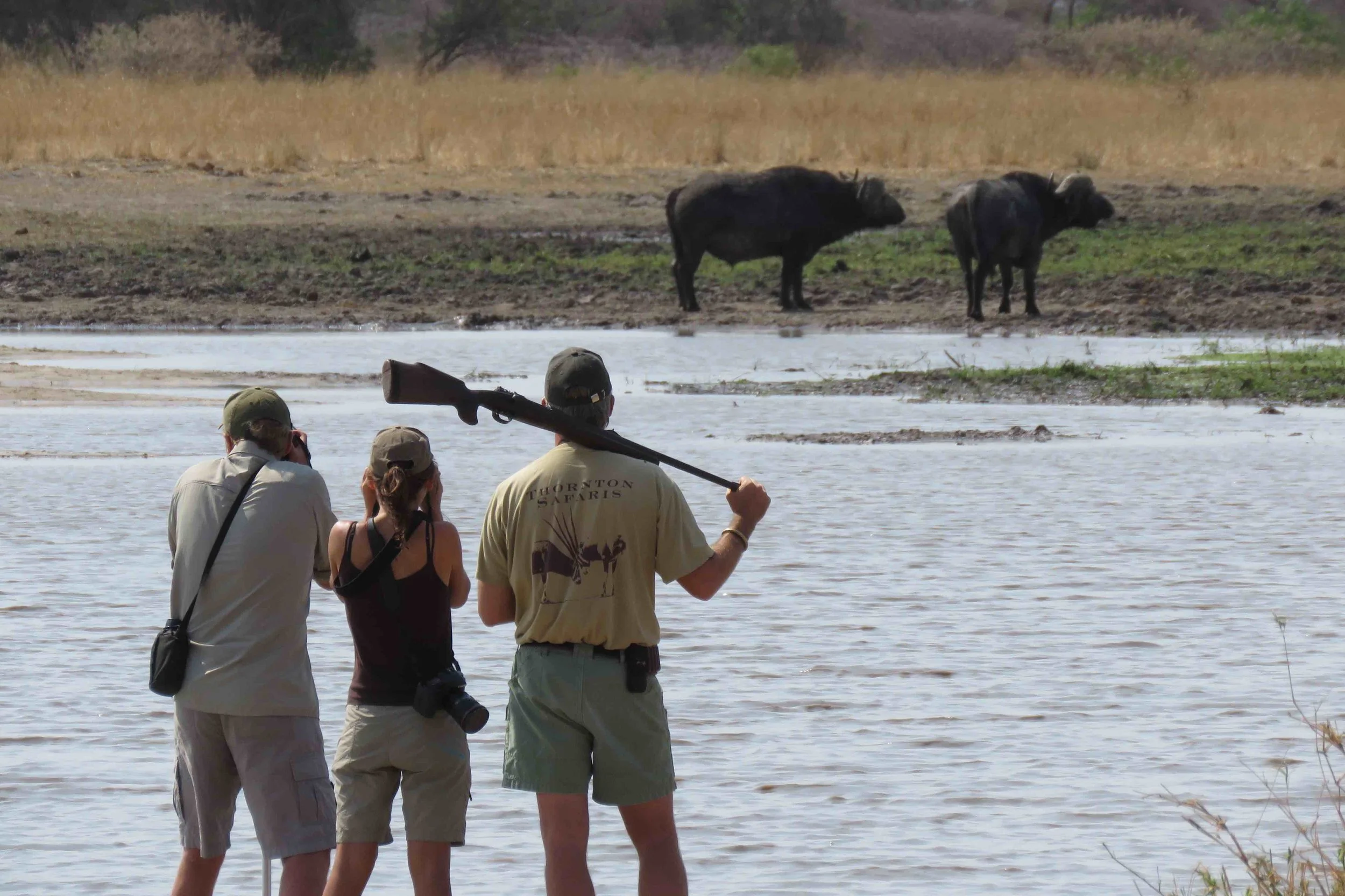 Lieber lebend als tot: Touristen erleben zu Fuss die Wildnis, Büffel, Tansania | © Foto by Gian Schachenmann