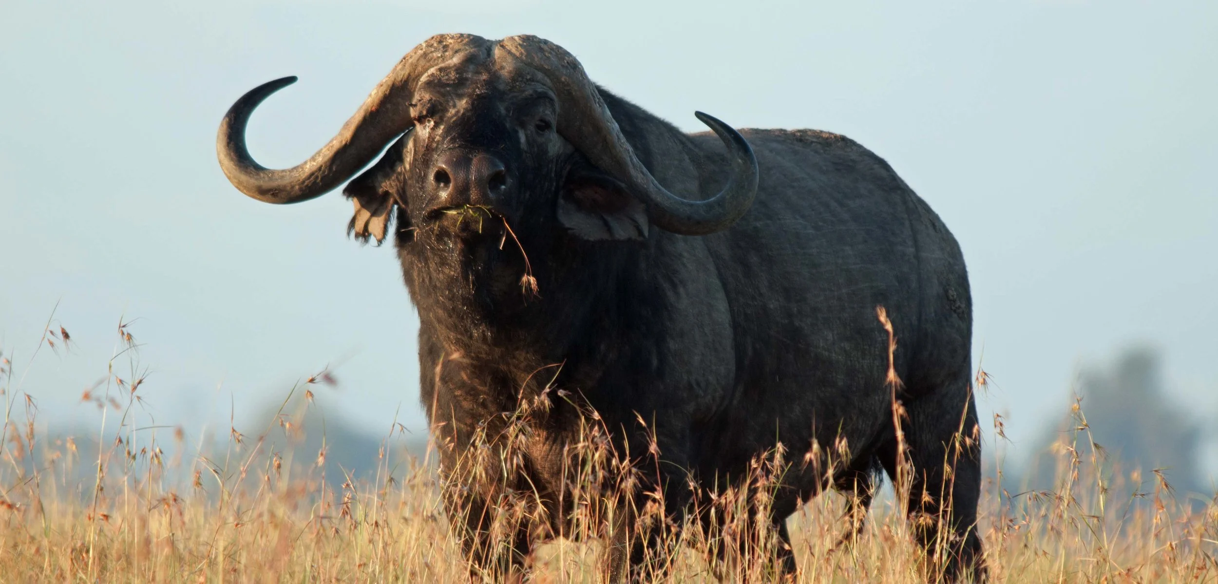 Wildtiere: Lebend kostbarer als tot