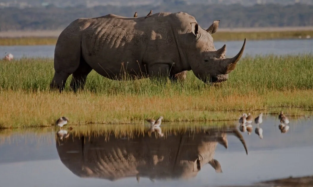 Rhino-Wilderer attackieren jetzt neu Botswana