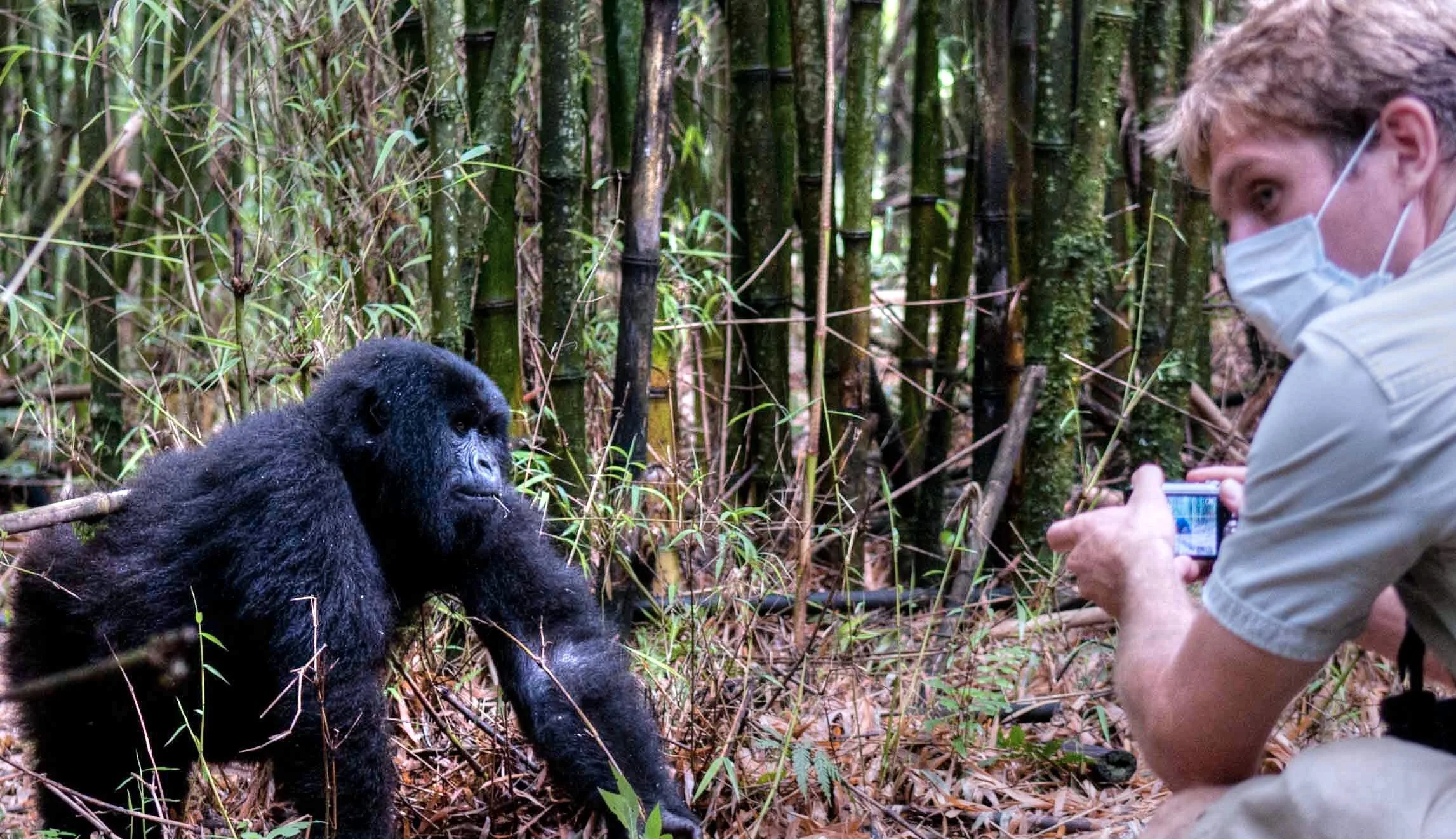 Auch Gorillas durch Covid-19 gefährdet