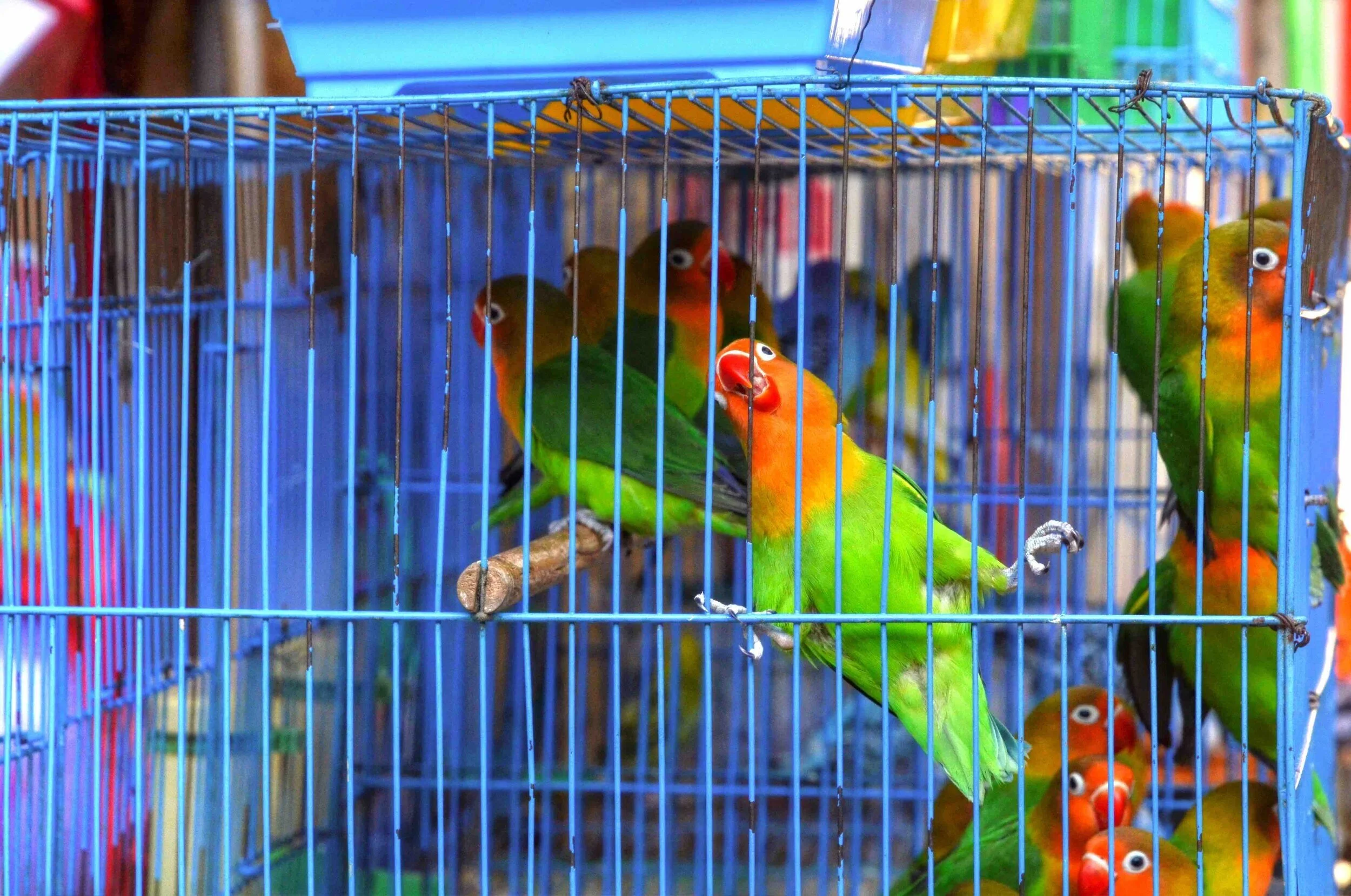 «Schluss mit den Wildtier-Märkten!»