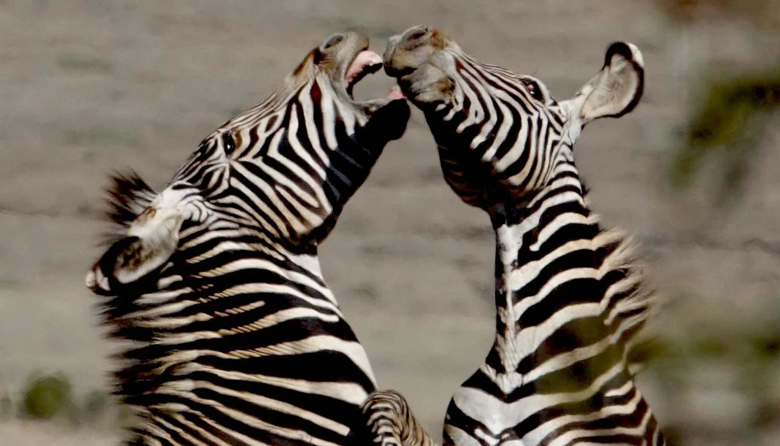 Lewa, die Rettungsinsel in Kenia