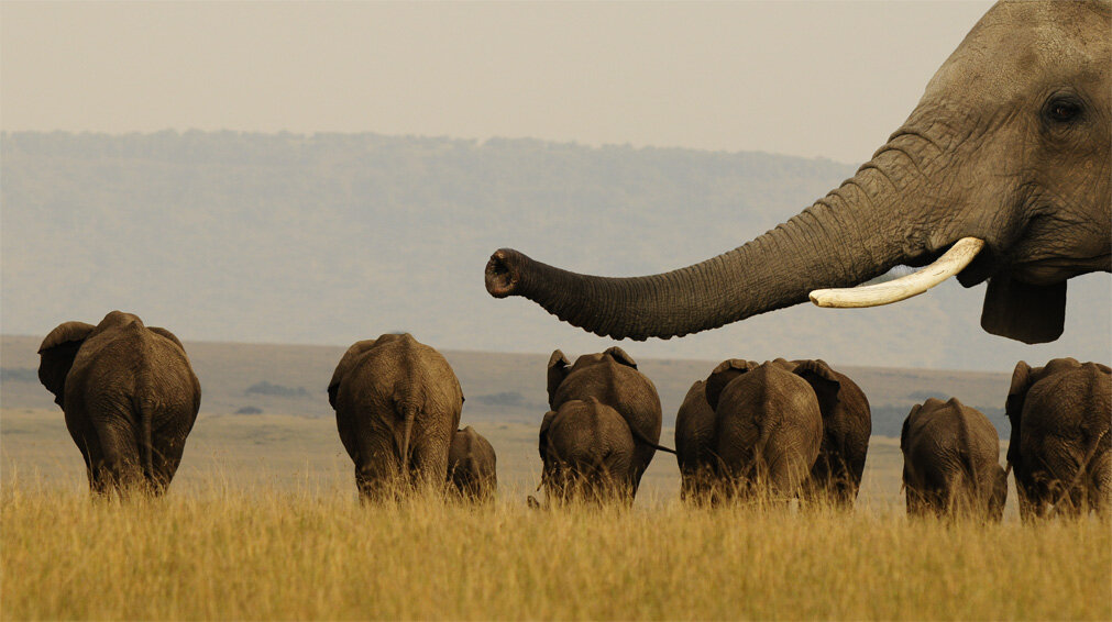 Massive Eindämmung der Elefanten-Wilderei in Tansania