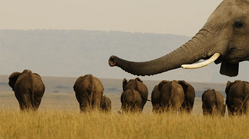 Massive Eindammung Der Elefanten Wilderei In Tansania Freunde Der Serengeti Schweiz