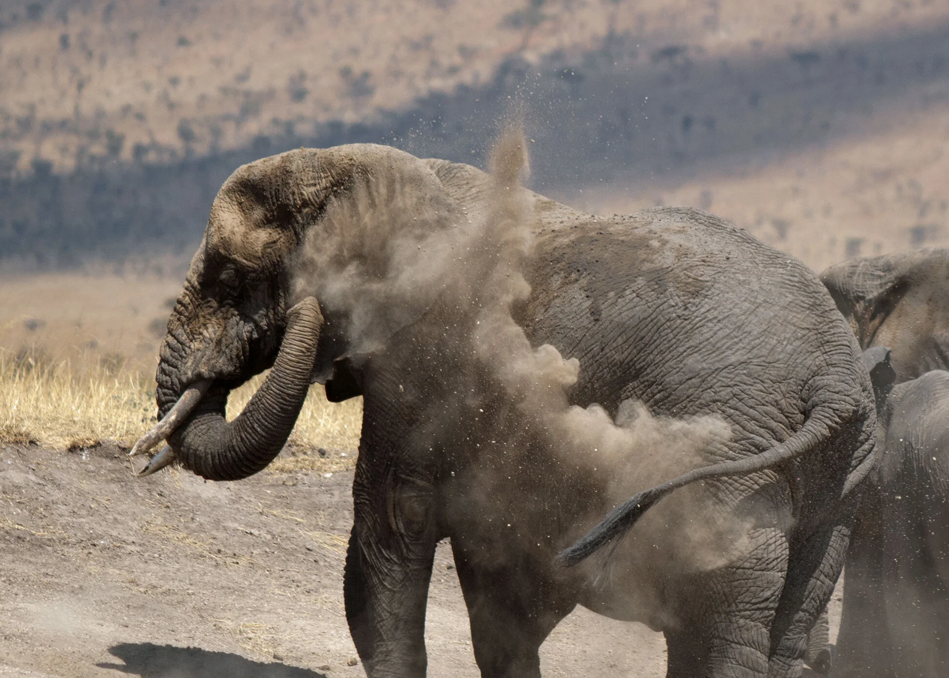 Massive Eindammung Der Elefanten Wilderei In Tansania Freunde Der Serengeti Schweiz
