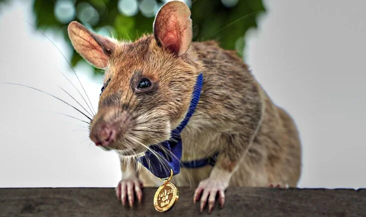Tod im Minenfeld: Ratten sind die besten Retter