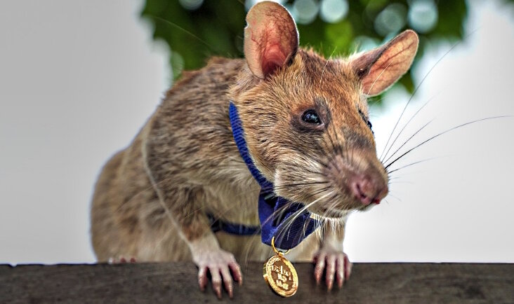 Meisterin im Sprengstoffschnüffeln