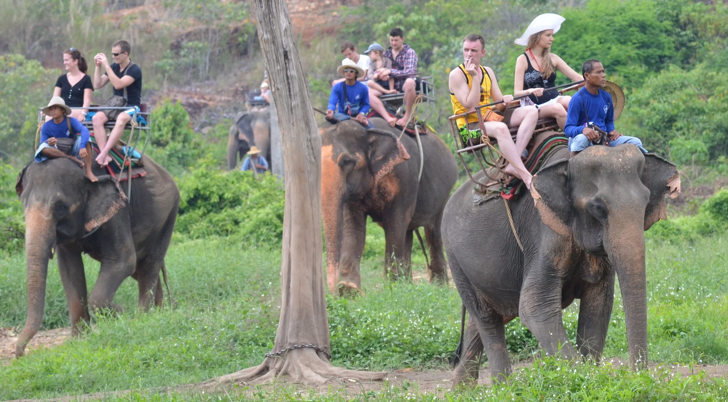 Wildtier-Missbrauch:  «Hört auf!»