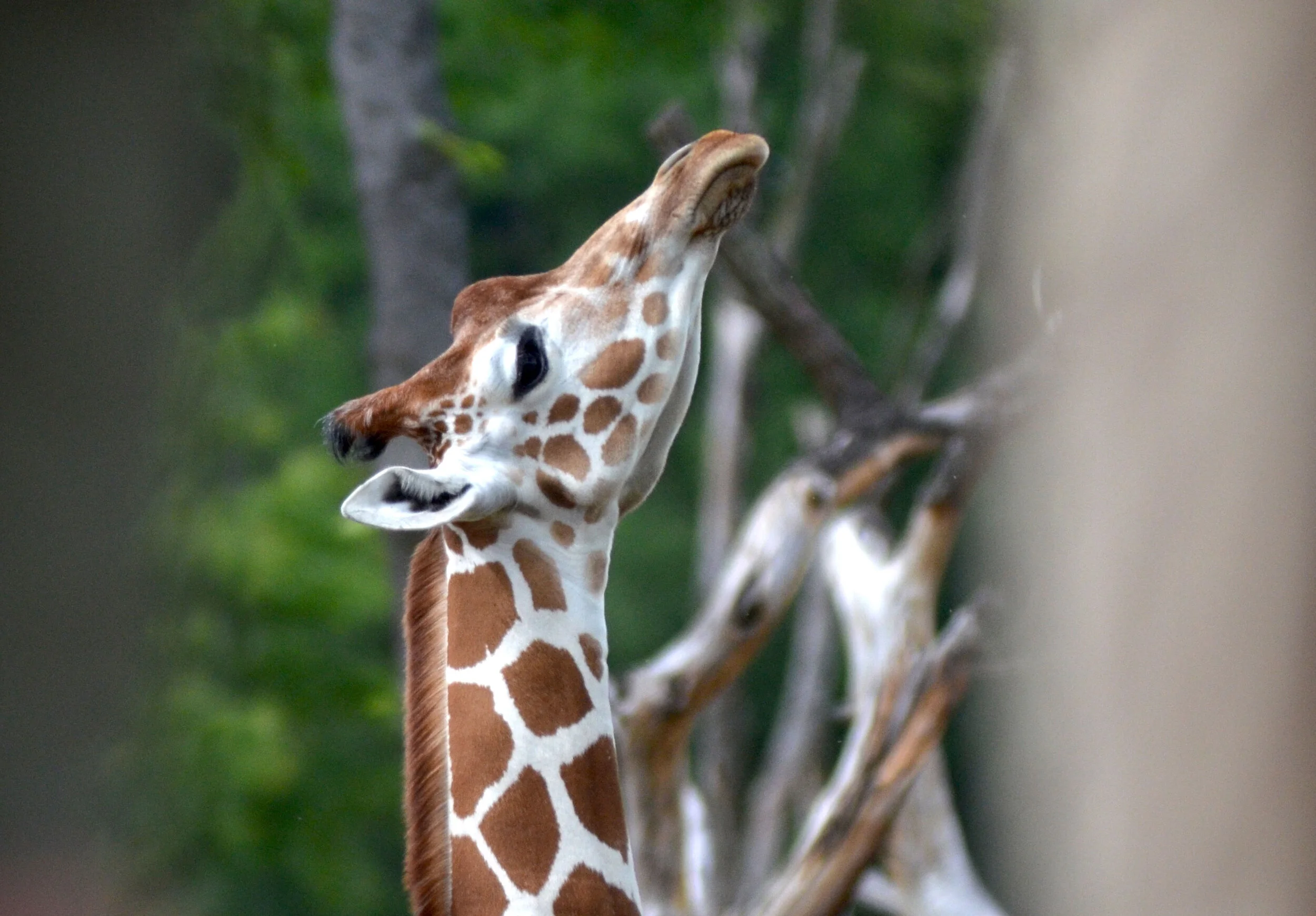Game Walk in der Lewa-Savanne ZH