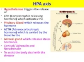 stress-hpa-axis-vce-u4-psych-3-728.jpg