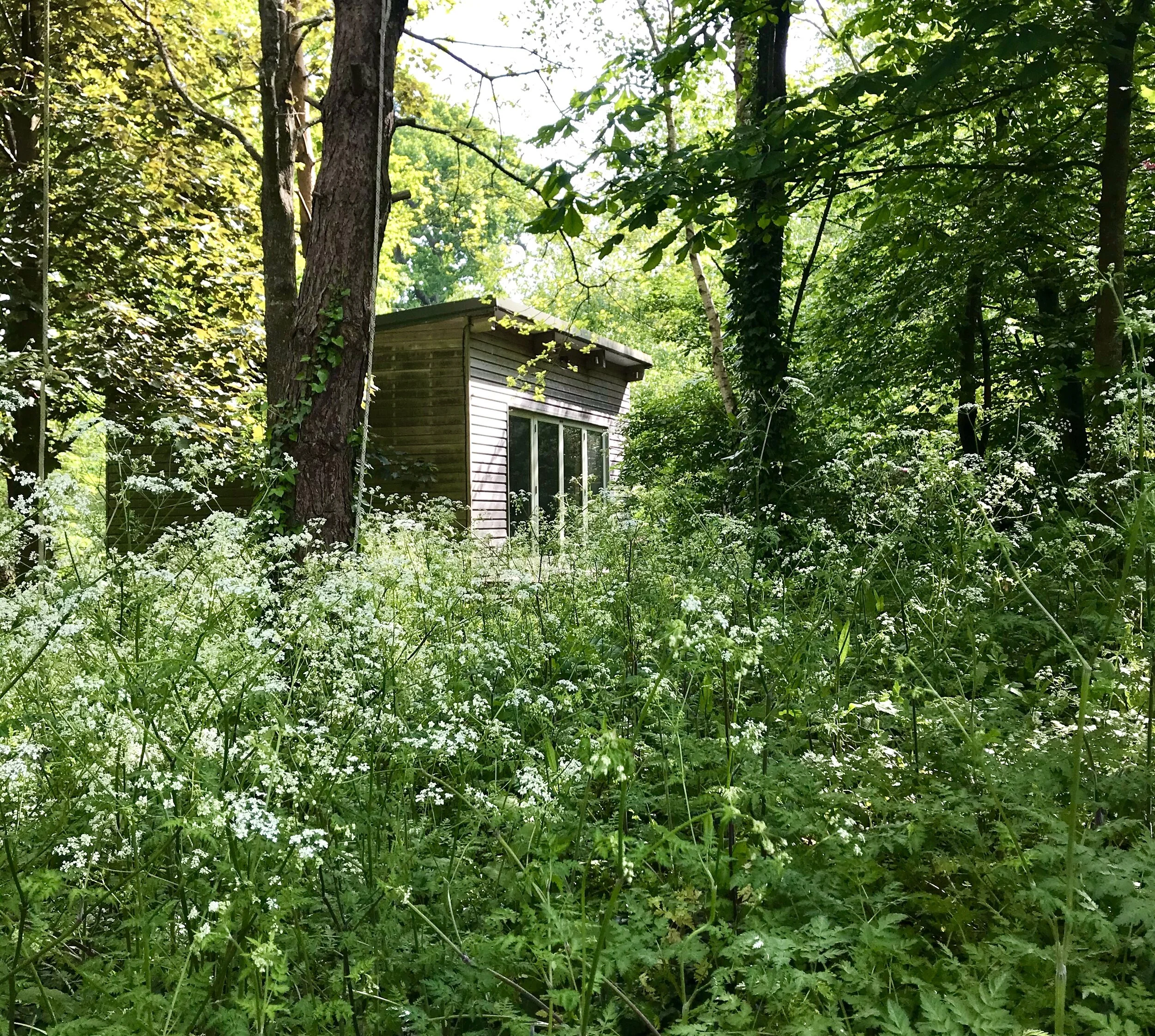 Studio through Cow Parsley.JPG