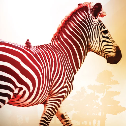 thumbnails_illus__0009_Zebra.jpg