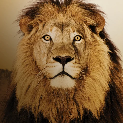 thumbnails_illus__0007_Layer 1.jpg