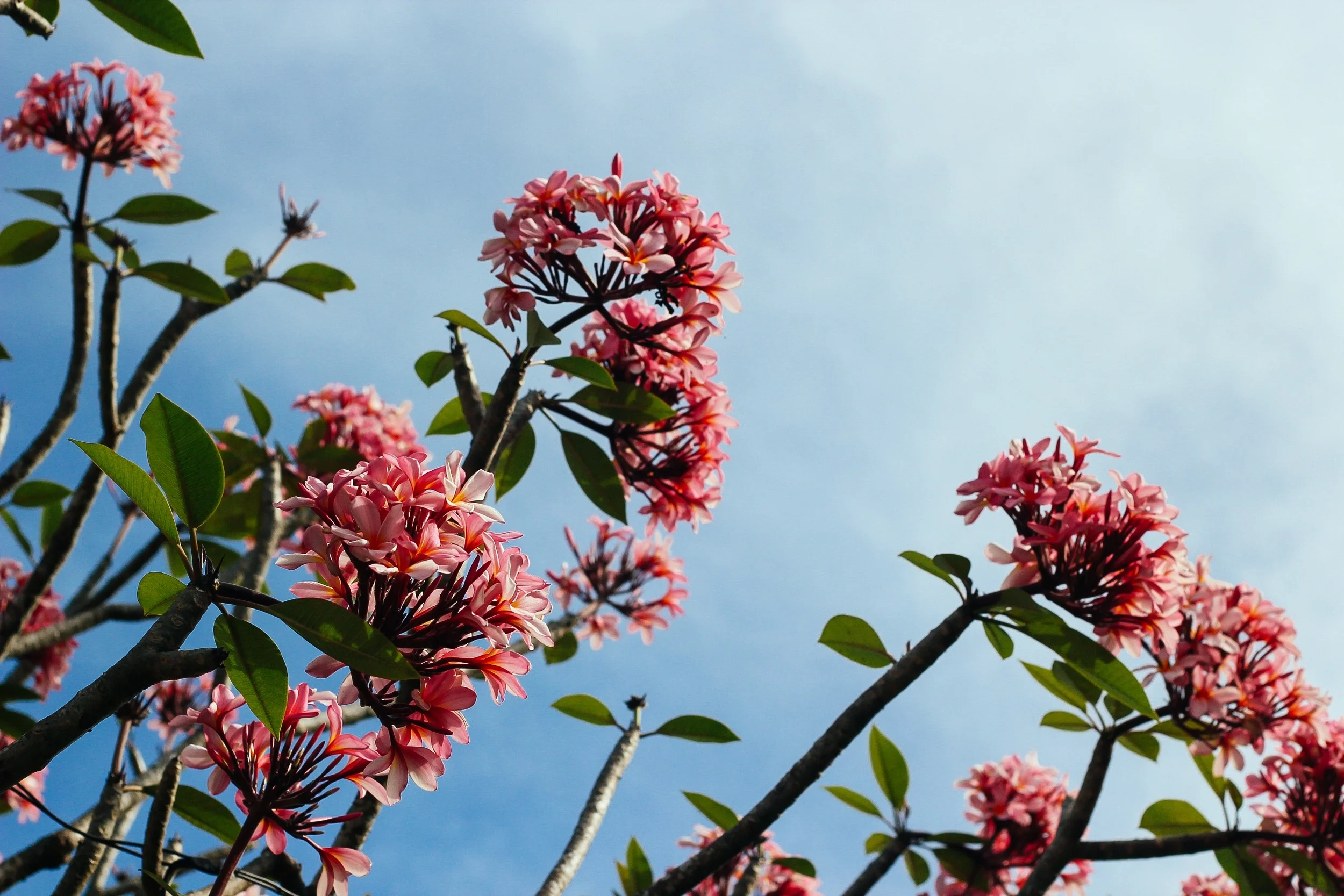 sky-rose.jpg
