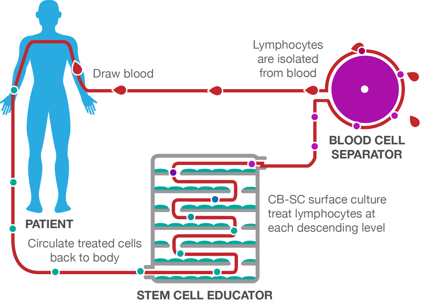 stem cell educator therapy process.png