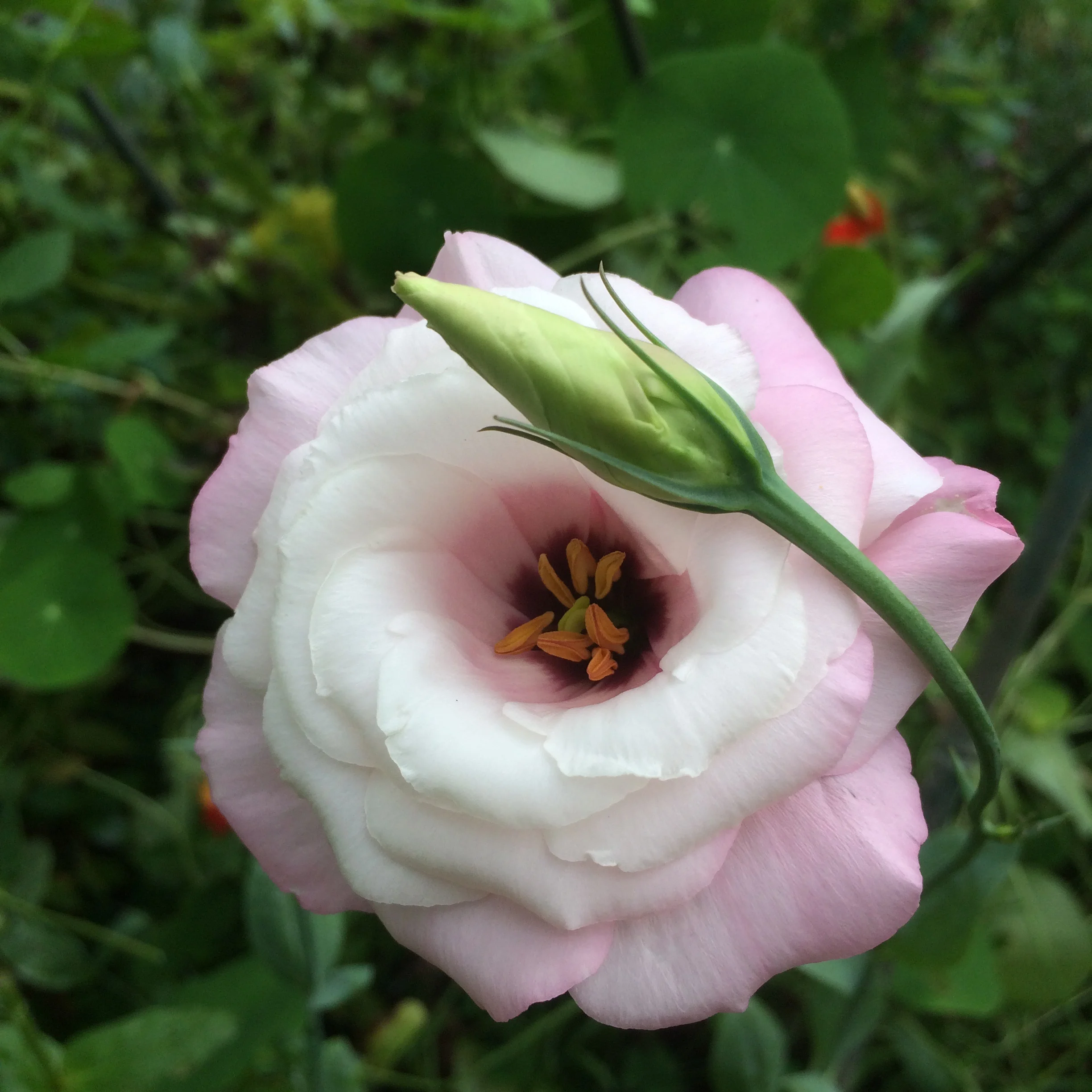 Some things were slow growing, like this lisianthus. And when you're waiting you're thinking, as you glance at the snail-paced stems hardly moving, is it worth this one? Is it worth waiting for this to grow? And now it's producing and producing and I go out to the greenhouse and I stare at it. 