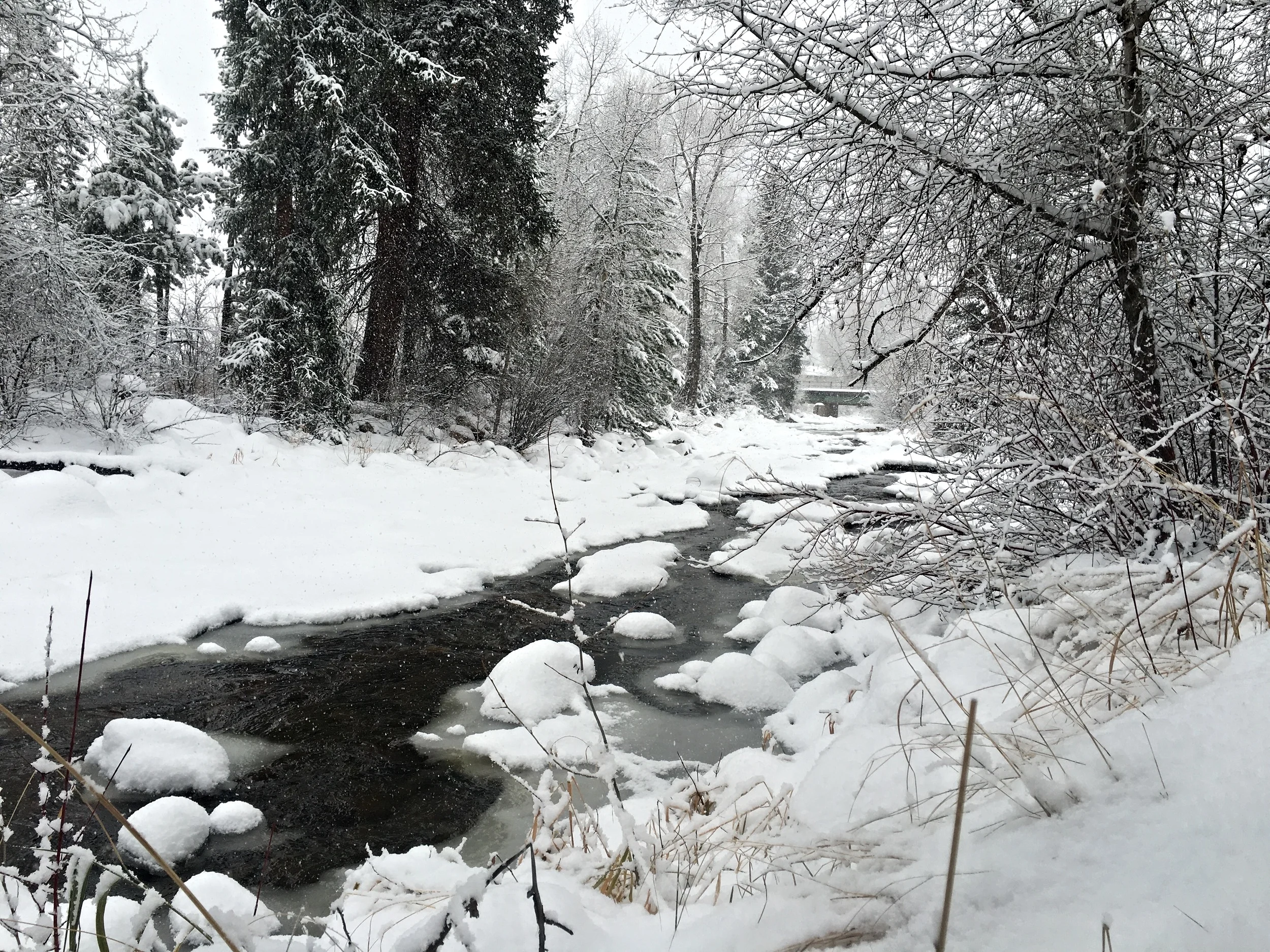 Snow Falling on Fish Creek