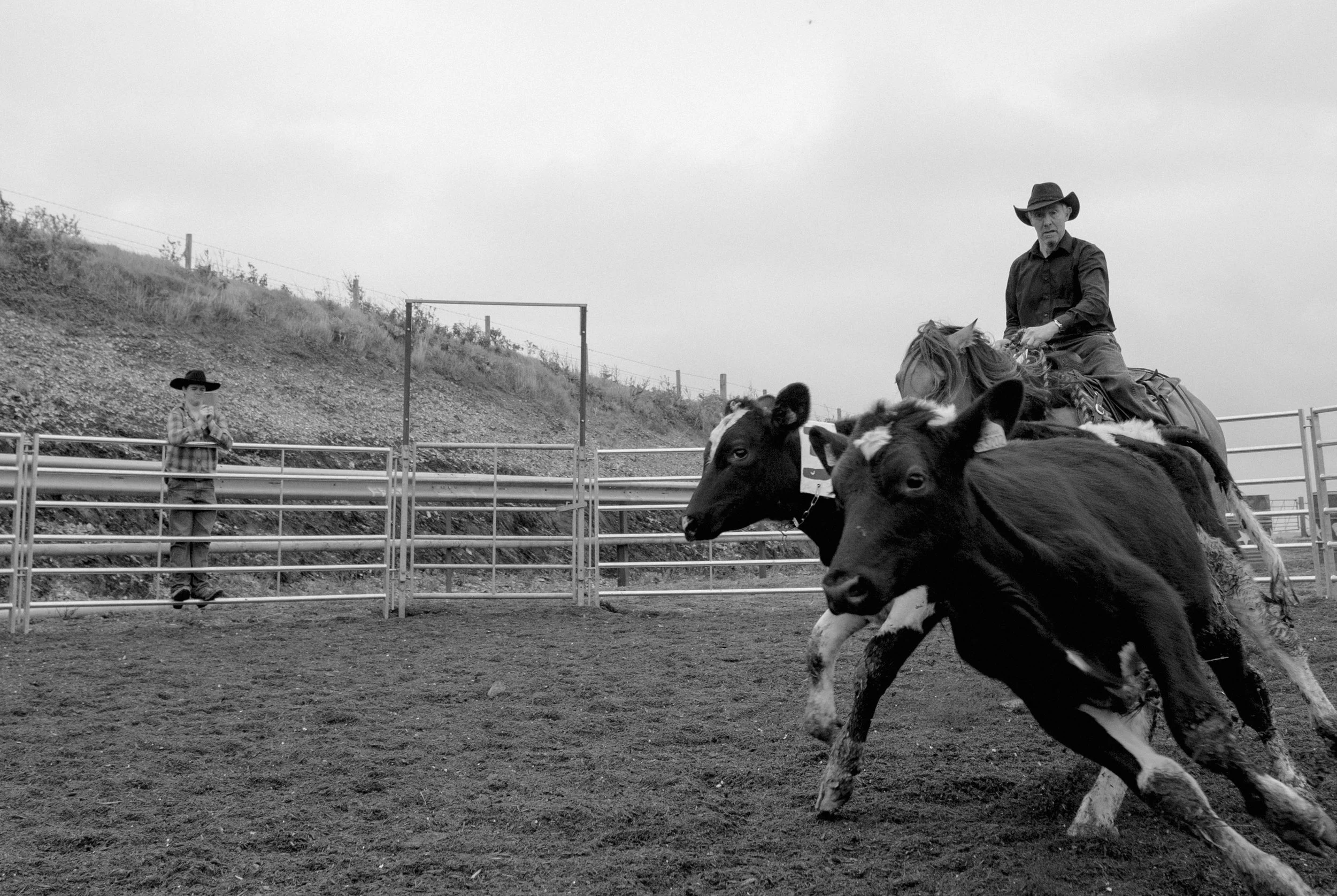 Brian Rowden herding his cattle into the barn.