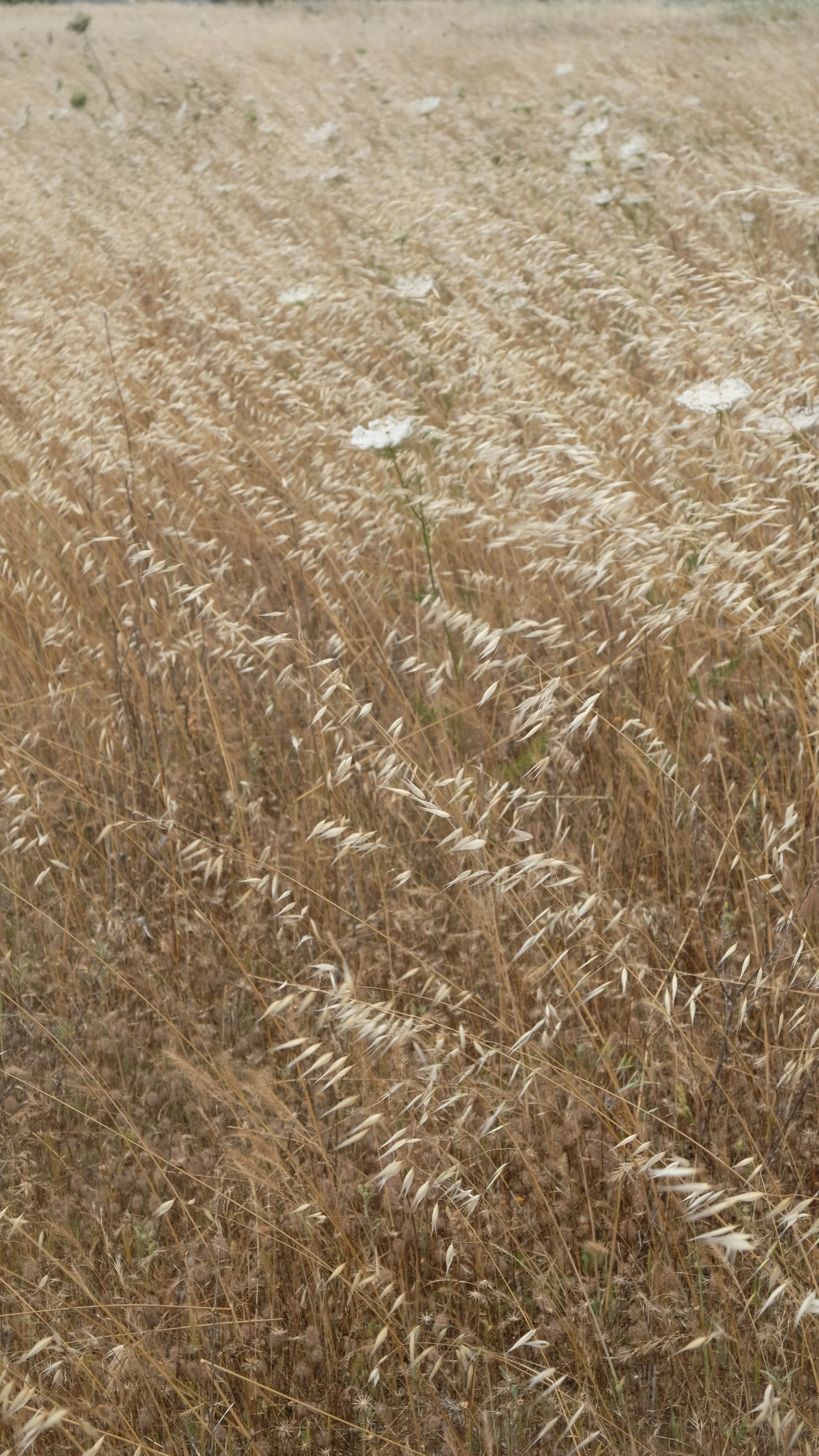 Gallura 09 Landscape.JPG