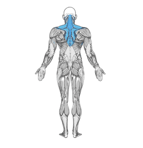 Trapezius.gif