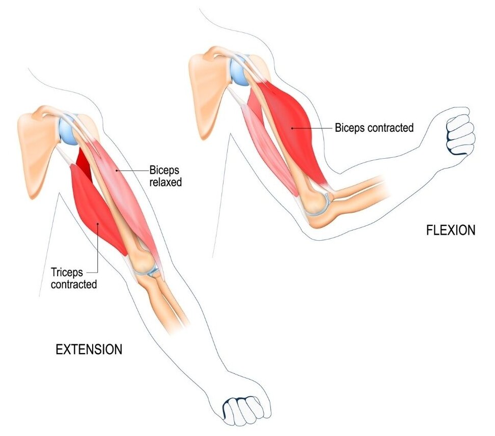 The Guide To Building Bigger Arms