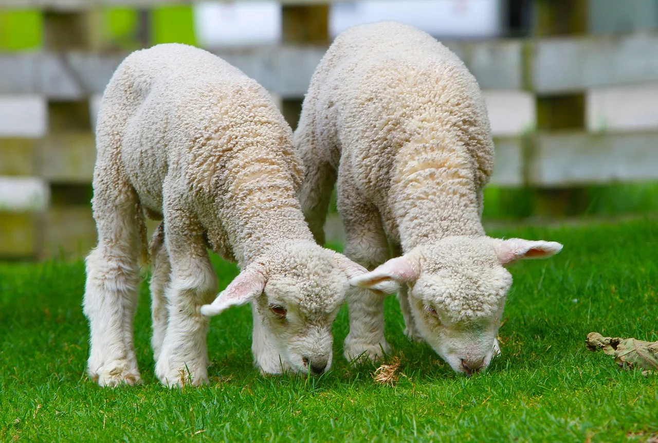 sheep-50914_1280.jpg