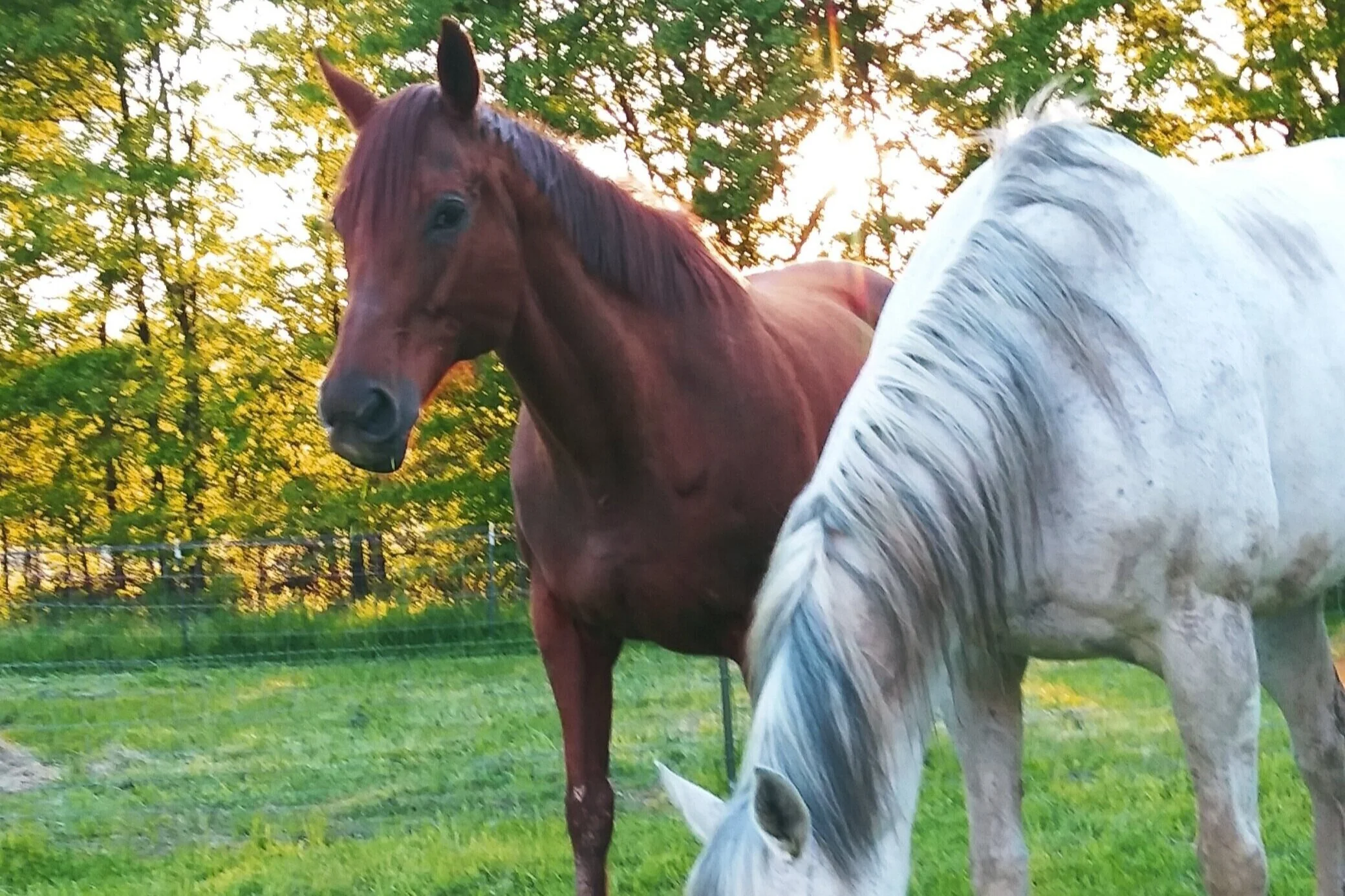 Sharing Horse Stories