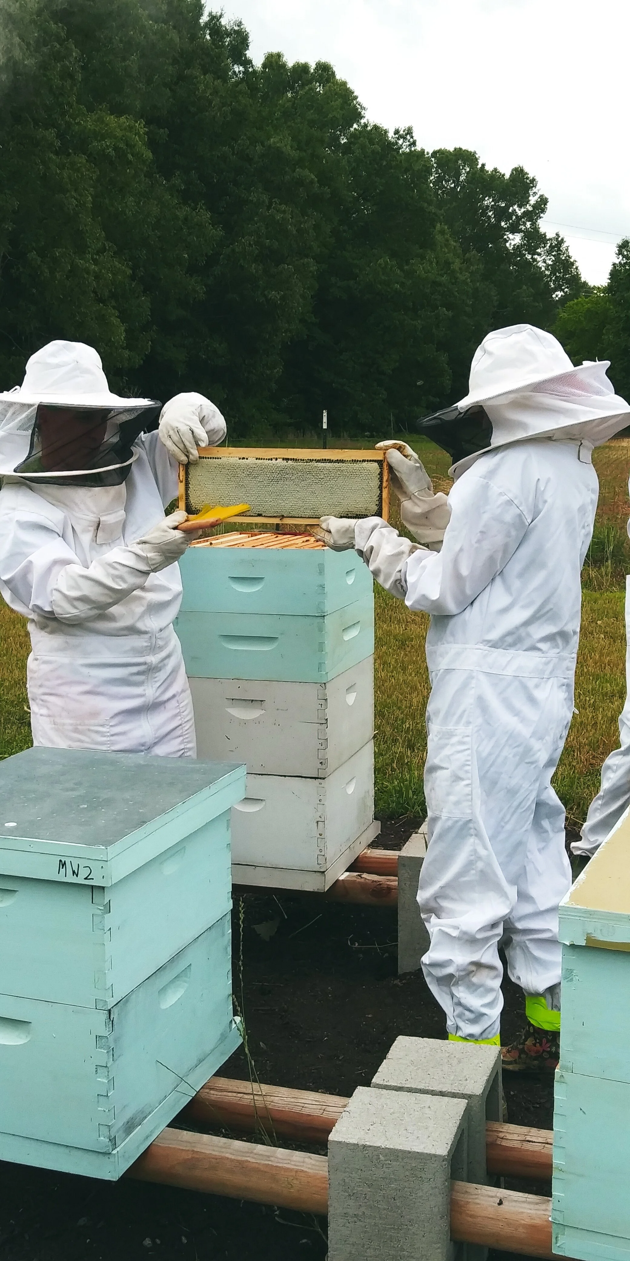 Bees and Honey Please