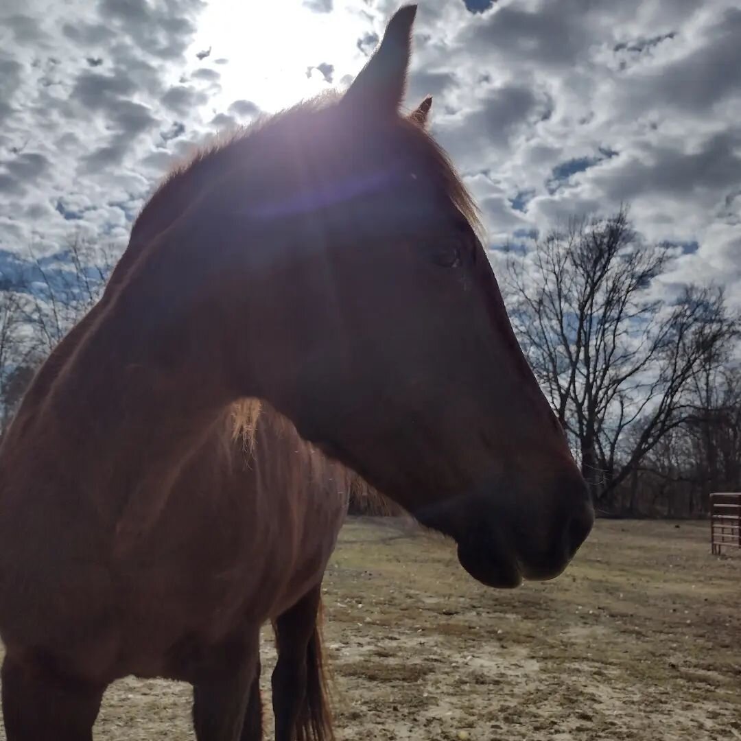 There's just something magical about being part of an animal's story. Knowing Molly makes life sweeter. #Mollythehorse #rescueanimalsrule #lifewithhorses #arkfarmshorses