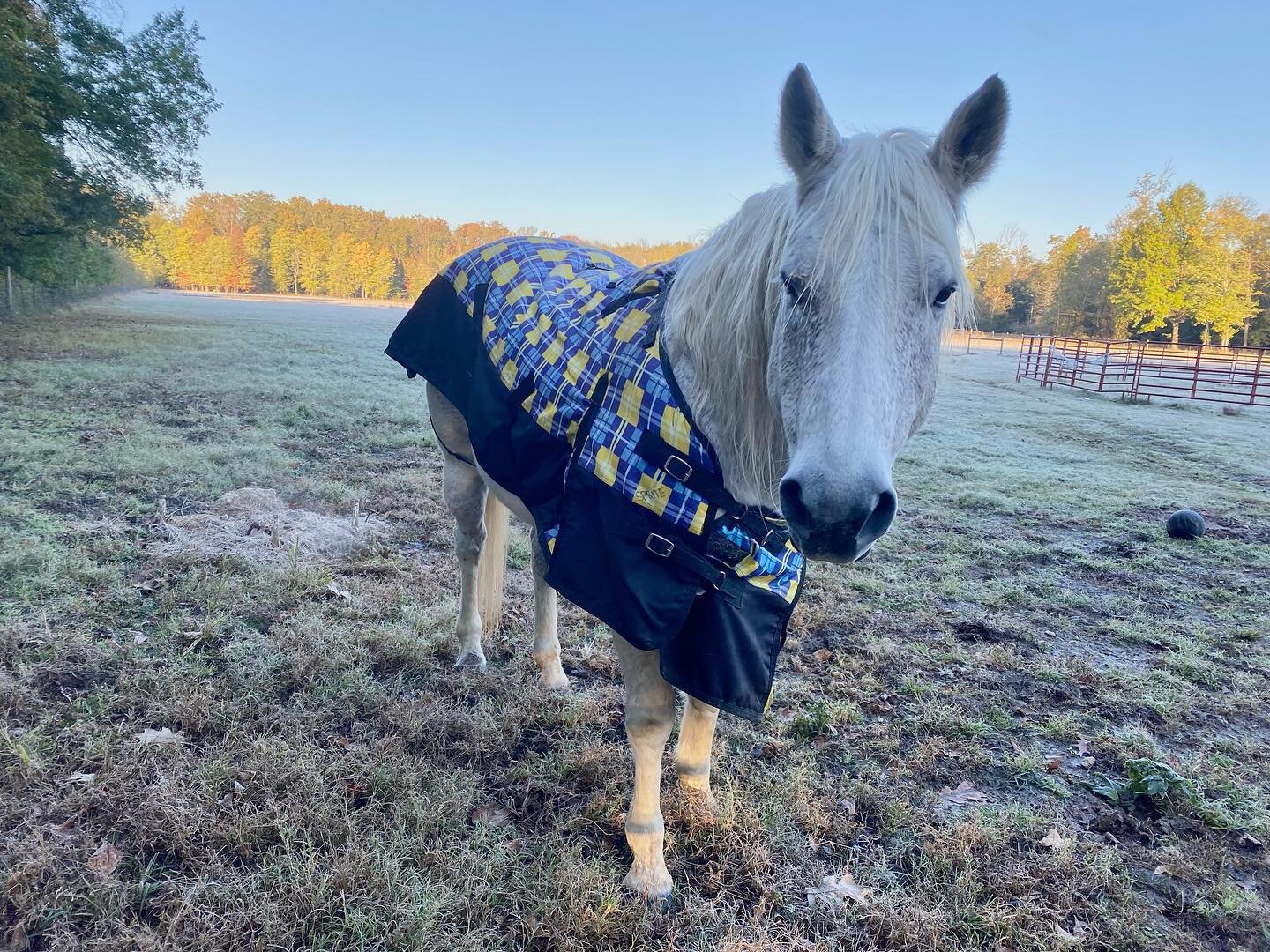 Sprite has his winter wardrobe on🌨
-
Obviously temperatures have dropped quickly, so it&rsquo;s that time of year where we start to blanket the horses. Gotta keep them warm!