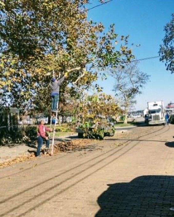 In Maryland yesterday, ARK Farms teen stepped in to help after a semi truck accidentally broke a branch out of a tree at the home of an elderly couple. Fortunately we do heaps of this work on the farm and we were able to safely remove the dangling br