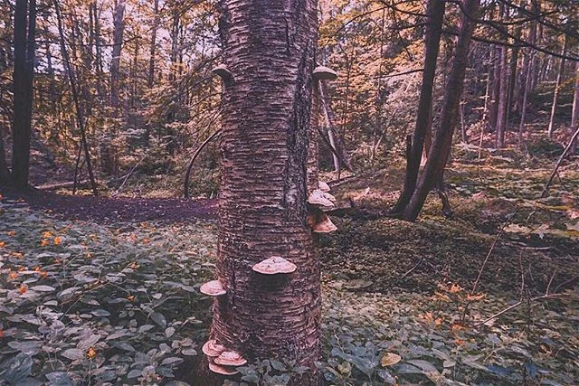 A tree will only be as strong as its roots .
.
.
.
.
#travelisthenewclub #femaletravelbloggers #femaletravel #passionpassport #wanderlust #wonderlust #nomadnesstribe #thetravelwomen #myatlas #travellife #travelblog #instatravel #travelgram #blacktrav