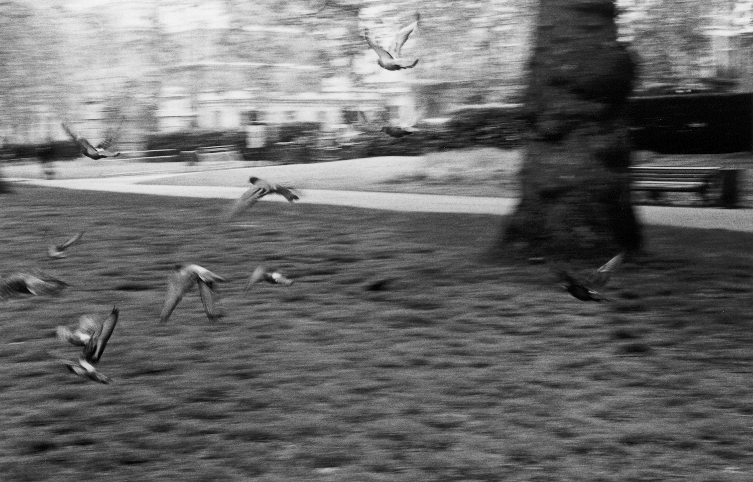 Birds in this country remind me of the parrots and wild animals in Africa. I took this picture in Green Park. I used to think there were no trees in London. Because Africa has lots of bush, people imagine London to be so modern, that there will be no trees, no bush. Maybe people here think that there are no buildings in Africa. (c) Onesmus / Transparency / PhotoVoice