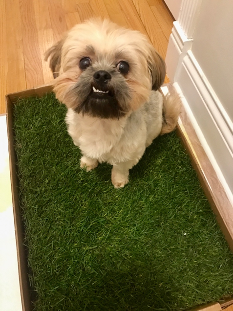Ewok sitting on his new Fresh Patch.