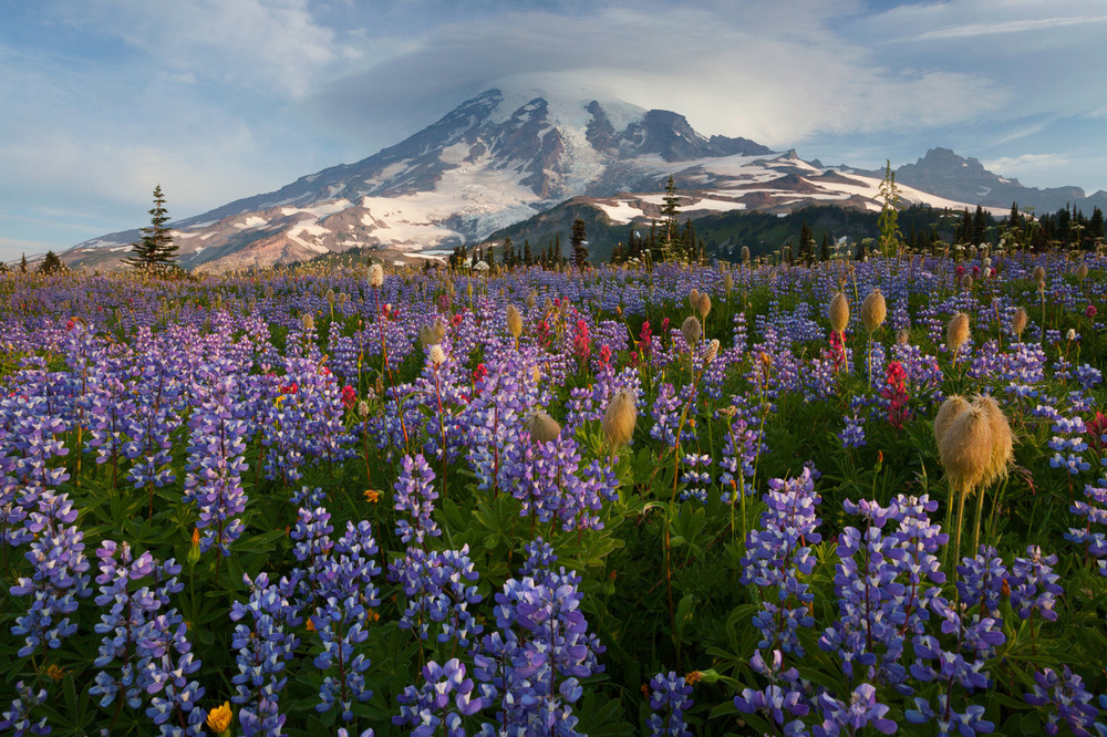Sunrise at Mount Rainier: The April of Month — The Nature Conservancy in
