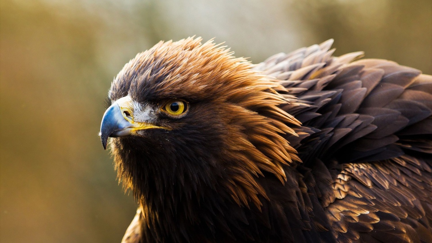Golden Eagles - The Nature Conservancy in Washington