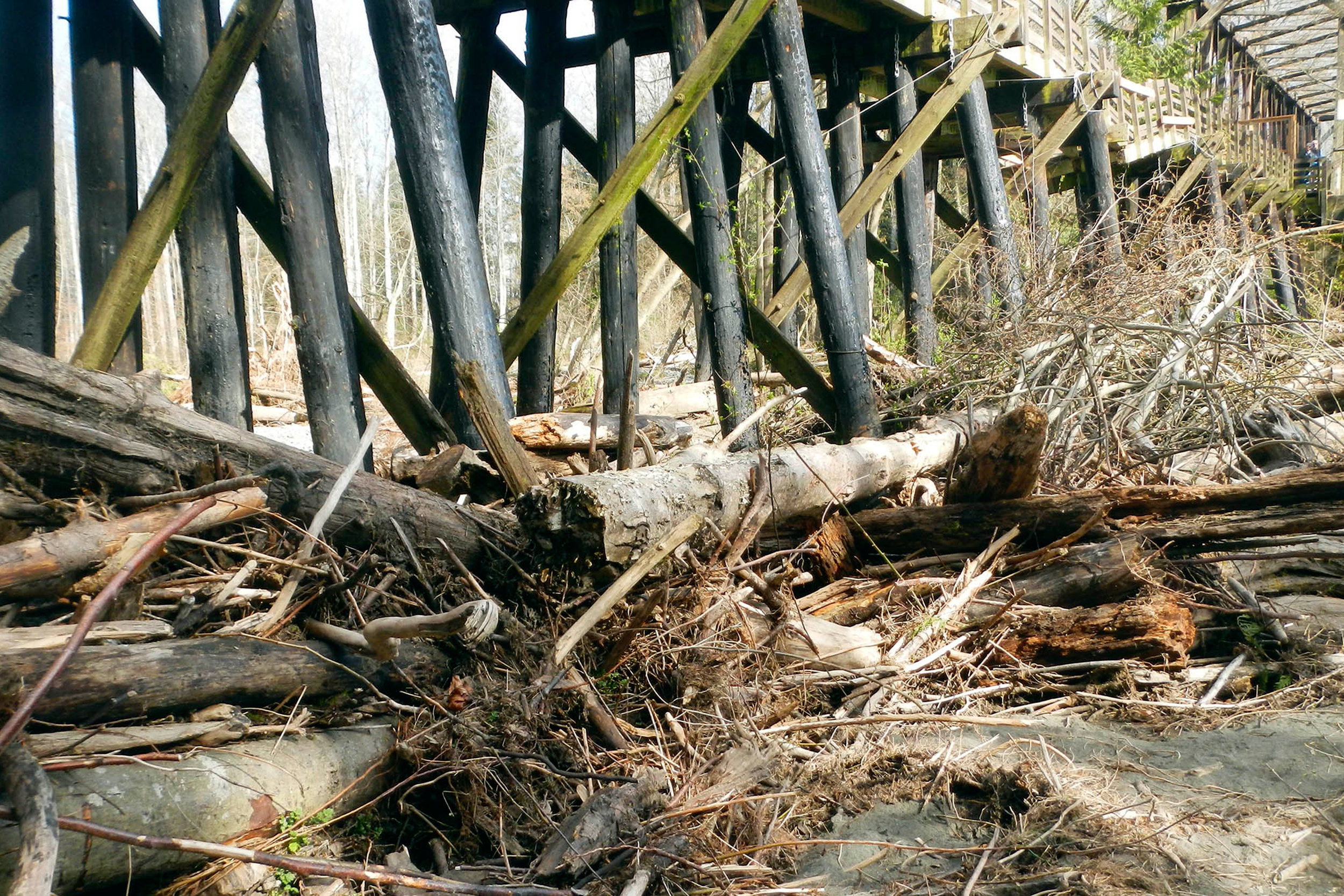  The damaged section of the trestle earlier this year, prior to restoration.&nbsp; The piling structures every 16 feet caused a major blockage on the river, wracking up wood and impeding flow. ©&nbsp; Randy Johnson  