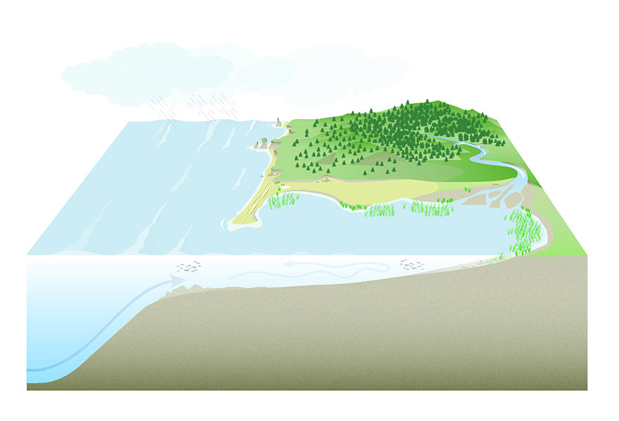      Knowing my team wanted more than just another water cycle diagram, &nbsp;I added ecosystems in order to illustrate how the water-land interaction affects the life where we live. As freshwater rushes in streams to salty water in the ocean it mixe