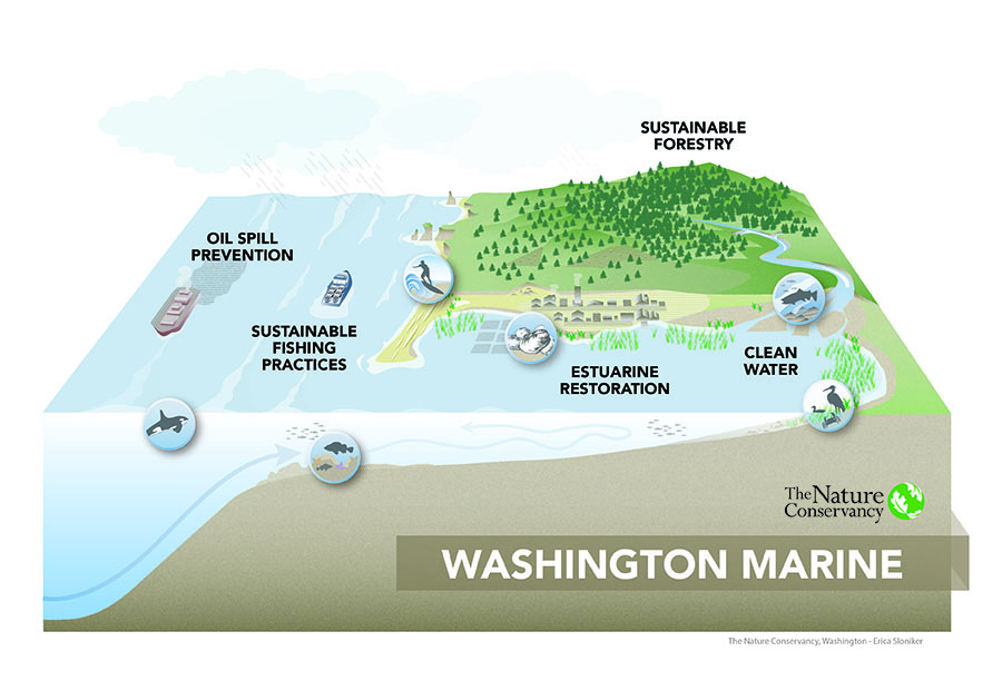      The land-to-sea landscape is home to species such as oysters, whales and salmon. It is also where shipping, fishing and recreation occur and where communities live. Highlighted in the illustration are The Nature Conservancy’s highest priorities 