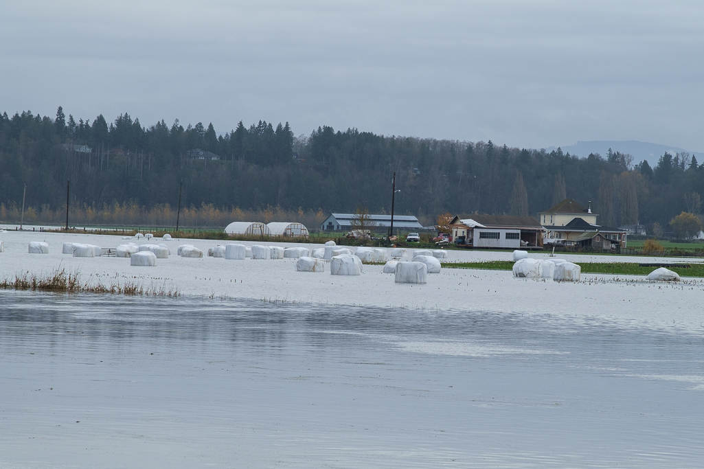 The floods will have a significant economic impact on Stillaguamish farmers. Flood insurance only covers immediate property damage from flooding.