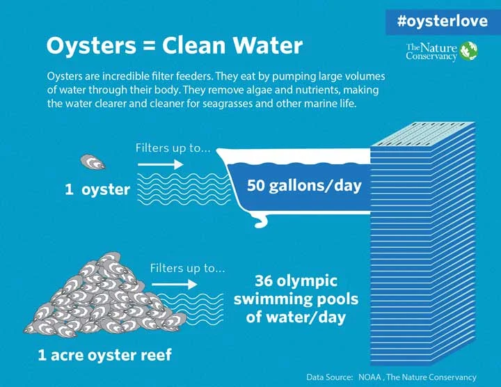 Oyster Love All the Ways They Benefit Us — The Nature Conservancy in