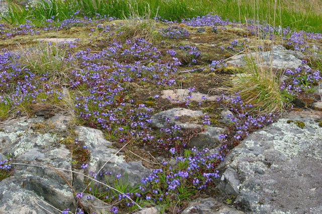  Another very different species is blue-eyed Mary (Collinsia parviflora). Likewise it bloomed in mid November and has stayed in bloom every since. Unlike Ribes that is a perennial,&nbsp;Collinsia is an annual and forms small blankets of flowers over 