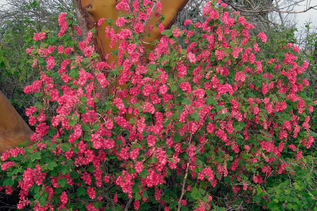 Red flowering currant (Ribes sanguineum) was found in bloom in mid November. Because I don’t look for first bloom dates in November, the exact date is a mystery. Ribes is a shrub so it is easy to follow individual plants. Those that flowered in in November, perhaps 10% of those on the island, have lost their flowers now. But of those that didn’t bloom in 2015, the first bloom I noted this year was January 30. And here we are on February 13 with most of the individual plants showing some flowers. I always think of the rufous hummingbirds arriving to take advantage of the early currant blooms. However, this year the blooms are too early and the hummer taking advantage is an Anna’s hummingbird that over wintered on Yellow. (That is another first for Yellow Island.) 