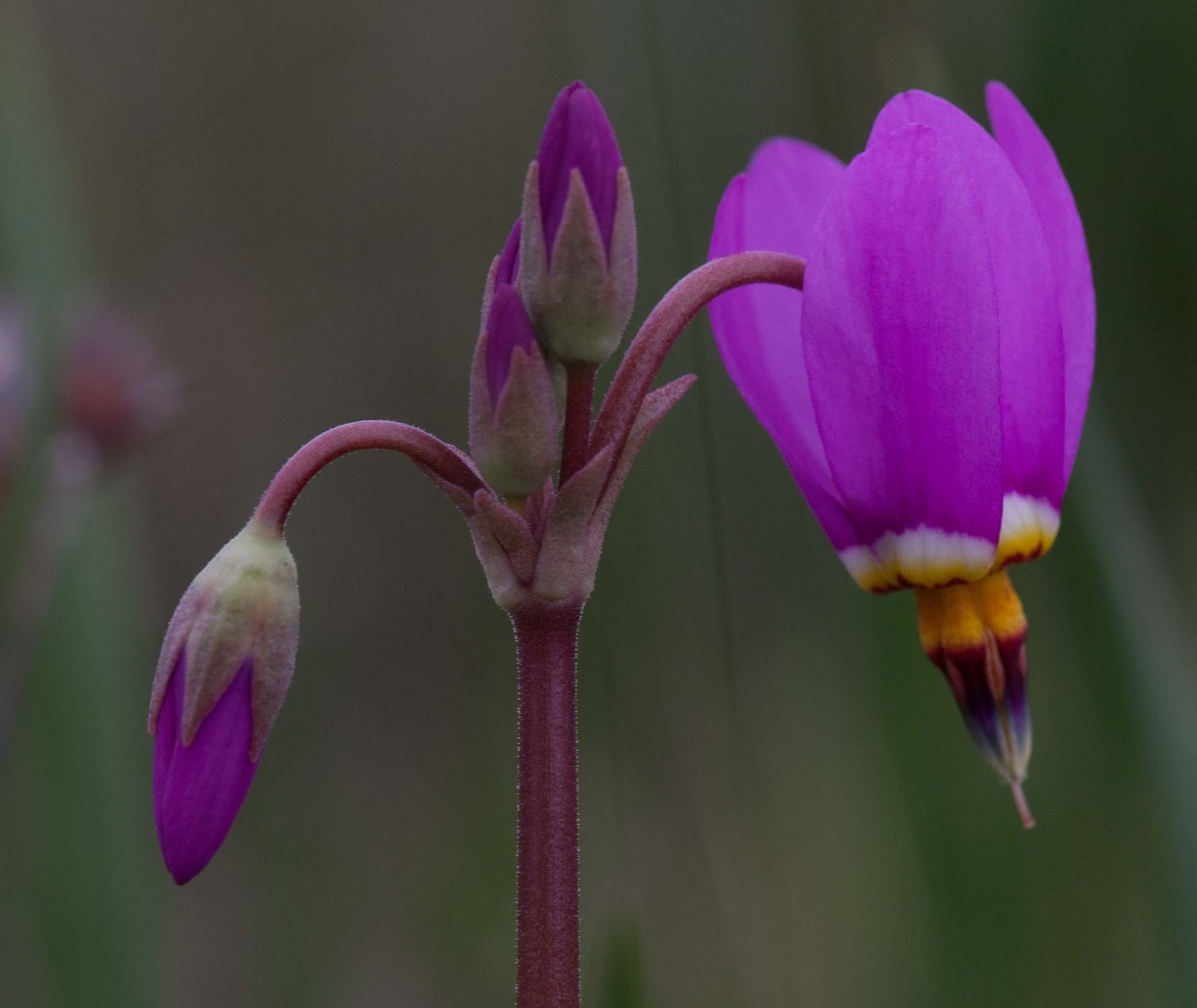  One of two shooting stars blooming 