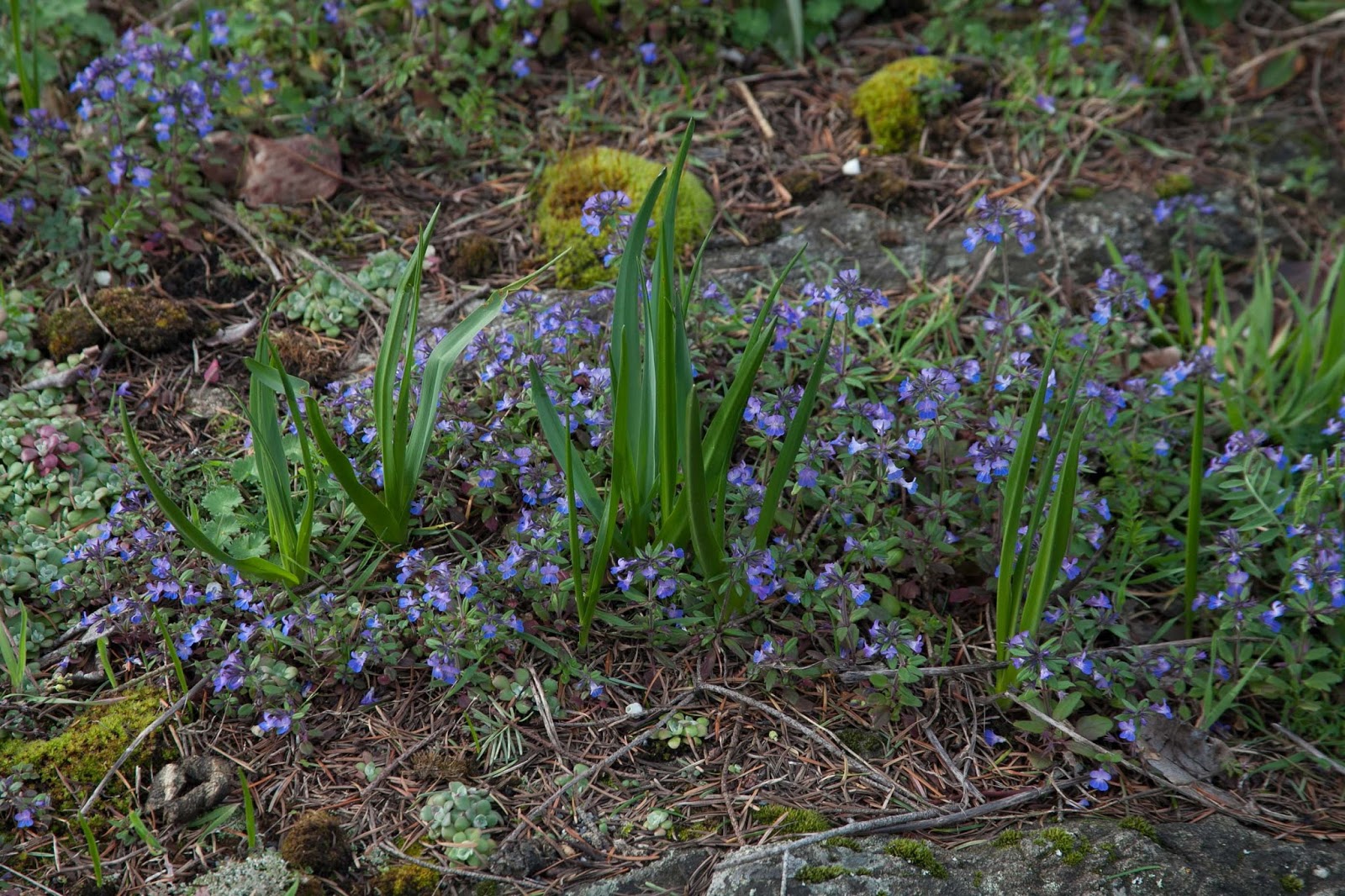  Blue-eyed Mary in a bed of camas. 
