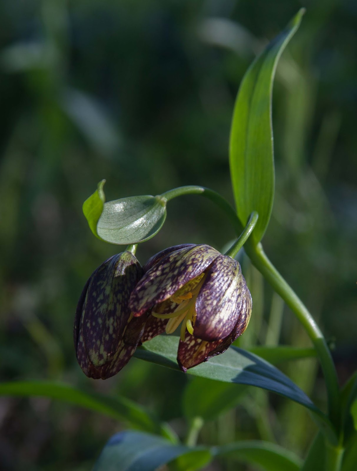  One of two chocolate lilies blooming 