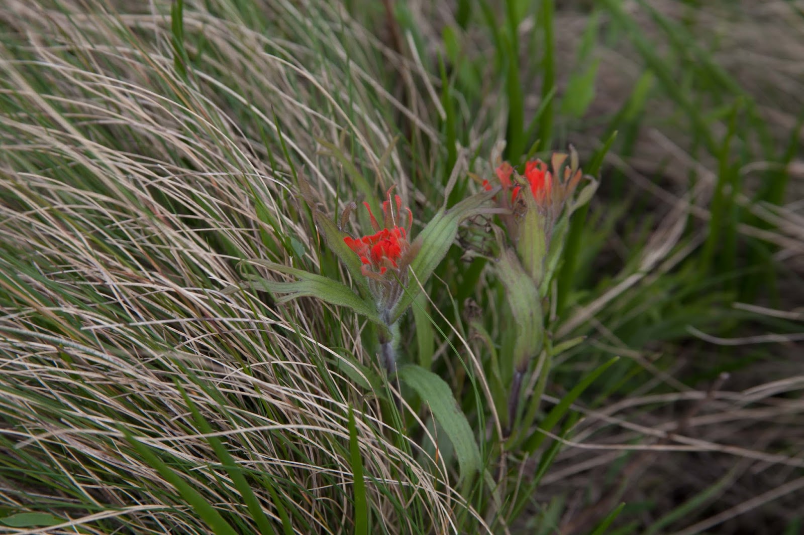 Paintbrush and Roemer's fescue. 