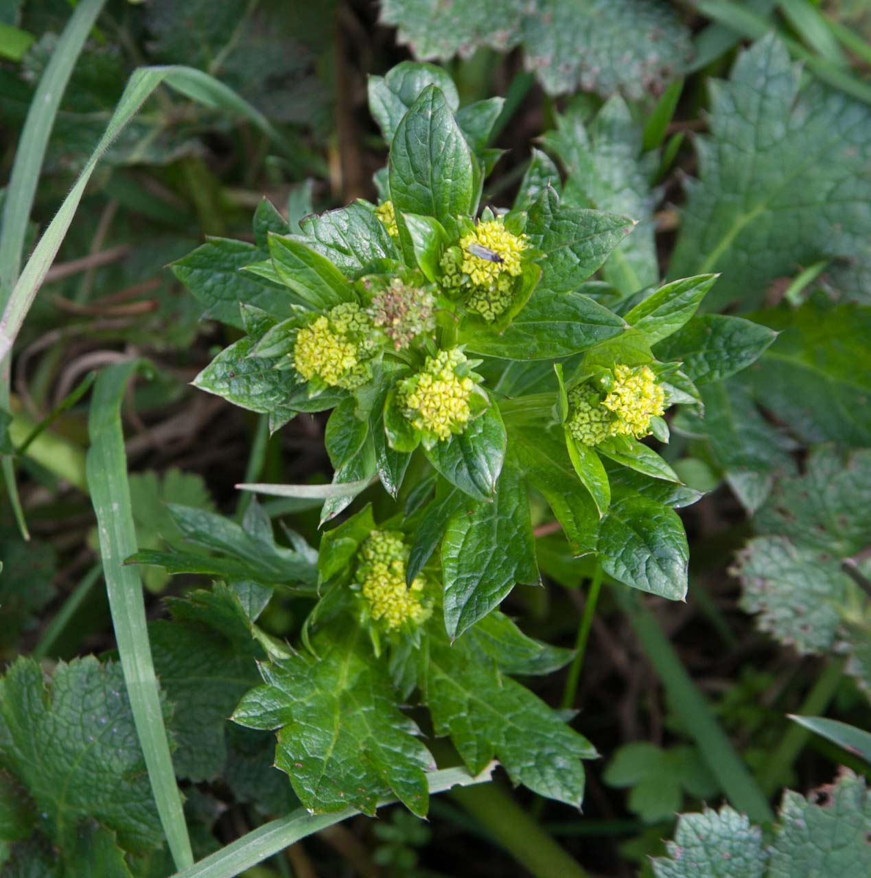  Pacific sanicle in bloom 