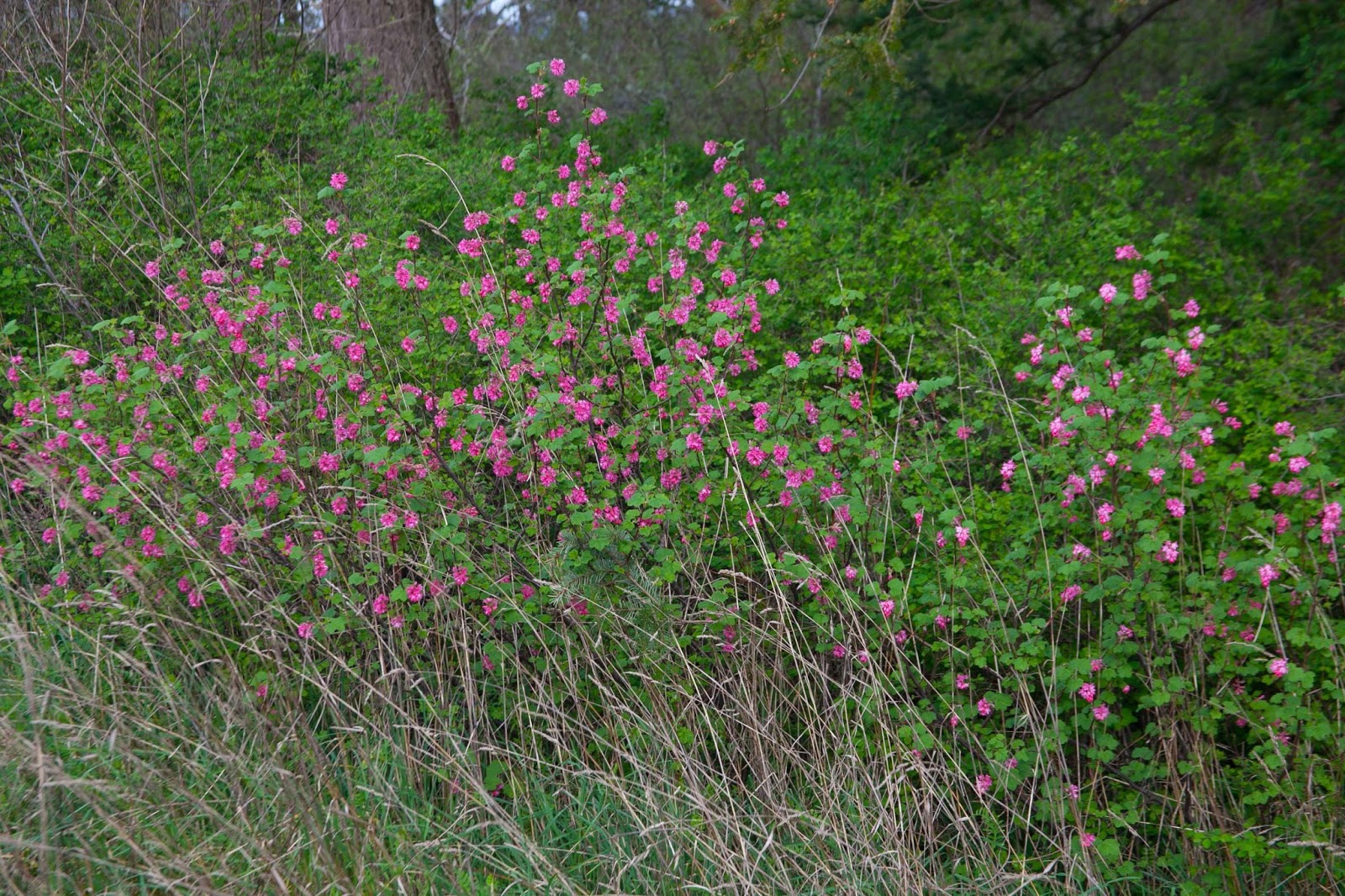  Red flowering currant this week. 