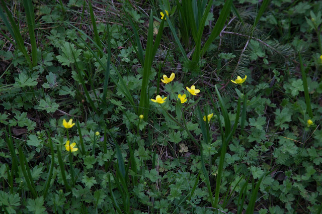  Buttercup sharing space with camas. 